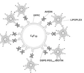 Figure I.5. Représentation schématique d’une microbulle fonctionnalisée avec des lipoplexes via des ponts  biotine-avidine-biotine