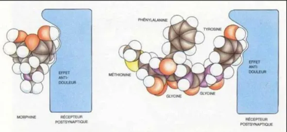 Figure  0-3 :  Interactions  communes  à  la  morphine  et  aux  encéphalines  pour  le  récepteur  opioïde