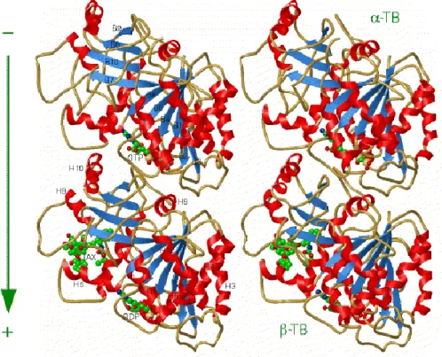 Figure 2-2 : Site de liaison du GTP dans les monomères    et    de la tubuline. 20 