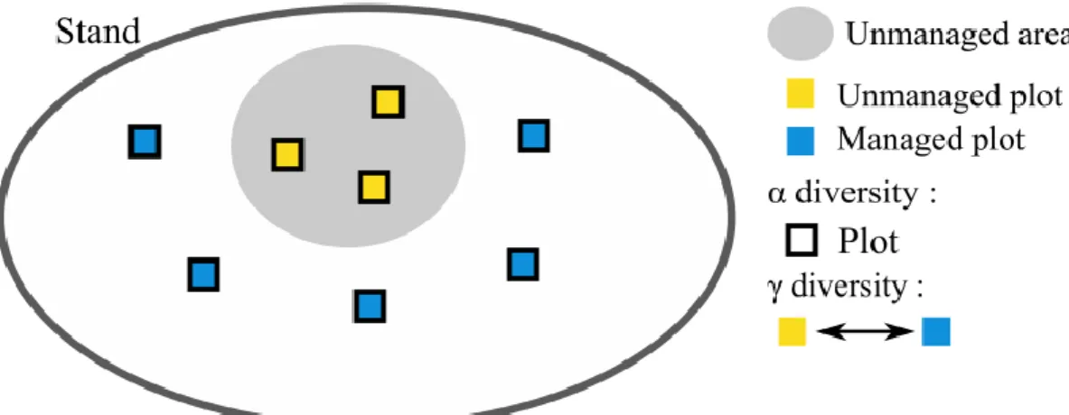 Fig.  3 Schematic representation of the two scales studied (alpha and gamma). Unmanaged plots are located in  the  forest  reserve  (yellow)
