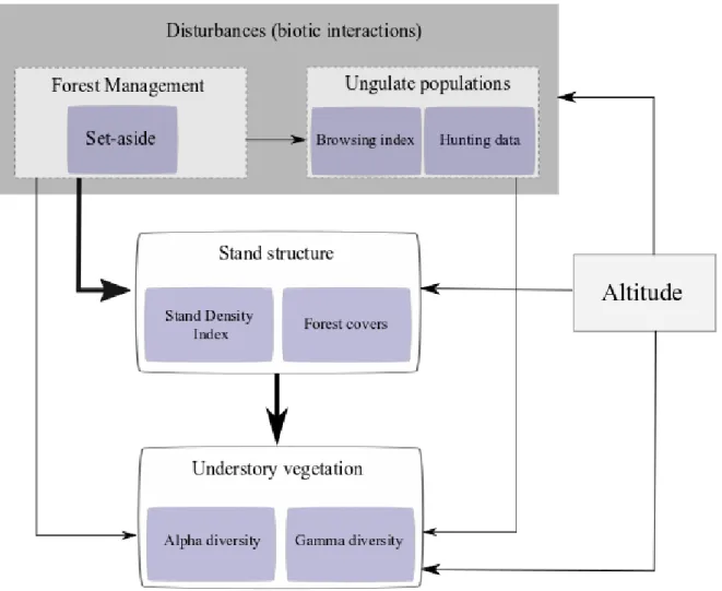 Fig.  4 Simplified hypothesis diagram (Metamodel) : we hypothesized that the most important disturbance effect   is due forest management which modifies stand structure, measured by SDI and forest cover at the alpha scale,  and measured by variation coeffi
