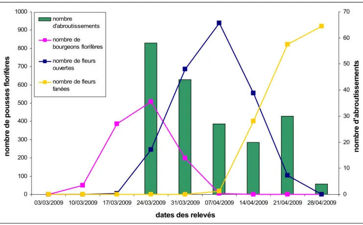 Figure 6     :    Superposition entre les courbes des stades phénologiques de l’anémone sylvie et  l’histogramme du nombre d’abroutissements en fonction du temps