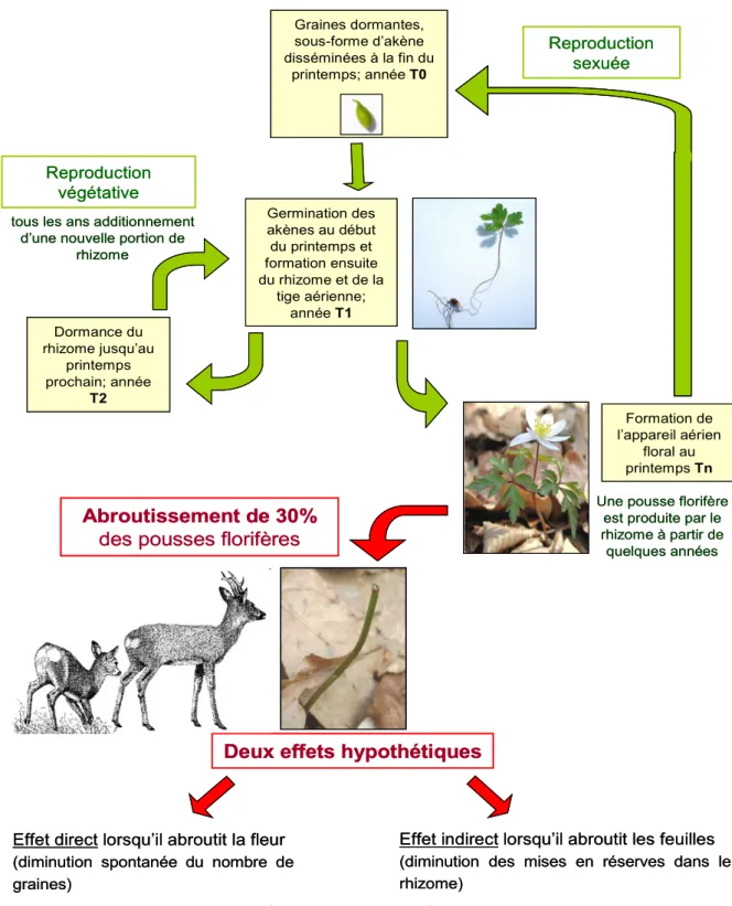 Figure 7     :   Schéma récapitulatif du cycle de vie de l’anémone en lien avec l’abroutissement du  chevreuil.