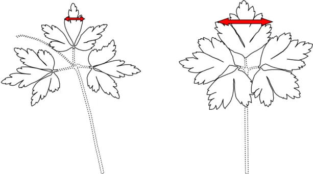Figure 1     :   Feuilles d’une pousse florifère à gauche et feuilles d’une pousse végétative à droite,  la flèche signale la partie qui était à mesurer