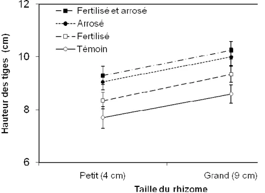 Figure 4. Effets de la taille des rhizomes, de l’arrosage et de la fertilisation sur la  hauteur des  tiges des anémones en pot