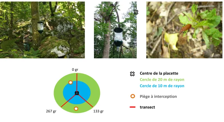 Figure n°5 : Positionnement des pièges à interception 