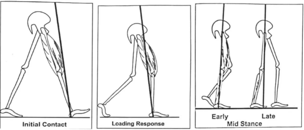 Figure  5:  First  three  stance  phases  of the  natural  gait  cycle:  initial  contact,  loading  response,  and  mid-stance