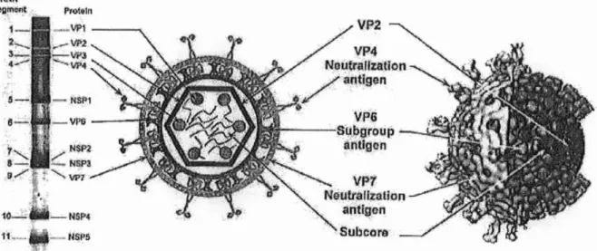 Figure n01 : Structure tridimensionnelle des particules de Rotavirus et attribution des gènes codants.