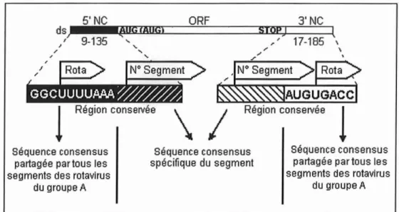Figure n02 : Organisation des segments d'ARN génom ique des Rotavirus du group e A.