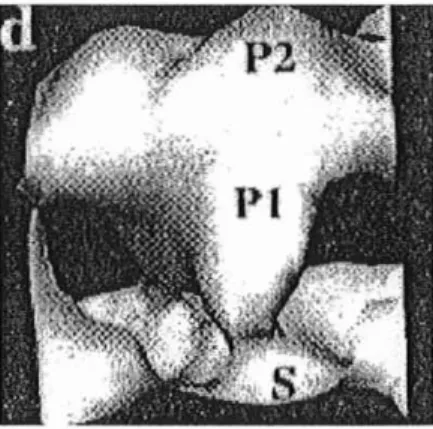 Figure n09 : Structure des part icules du virus de Norwal k (b) structure tridimensionnelle en image de synth èse