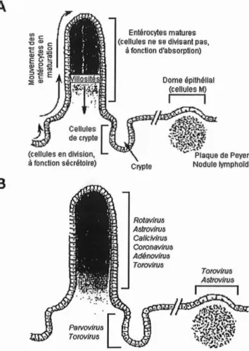 Figure n012 :Structure de l'épithé lium de l'intestin grêle (A) et localisation des cibles