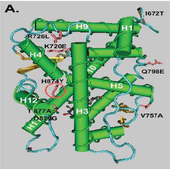 Figure 1-10: Structure du domaine de liaison au ligand du récepteur des androgènes. Le LBD  du AR est formé de 11 hélices 2 représentées par les cylindres verts, agencées en sandwich  tri-lamellaire