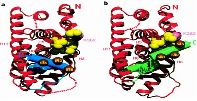 Figure  1-13:  Structure  déterminée  aux  rayons  X  du  domaine  de liaison  au  ligand  du ER4