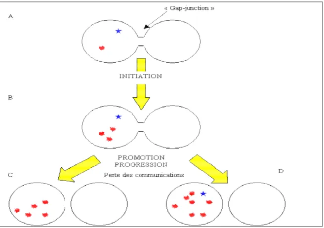 Figure  1-15:  Initiation,  promotion  et  progression  d'une  cellule  tumorale:  rôle  de  l'équilibre  entre pro et anti-oncogènes 
