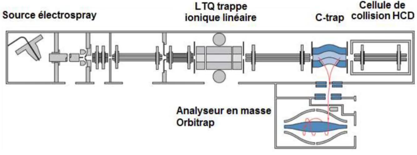 Figure 6 : Schéma de l’appareil LTQ-Orbitrap avec une source ESI (image prise sur le site du  constructeur ThermoScientific) 