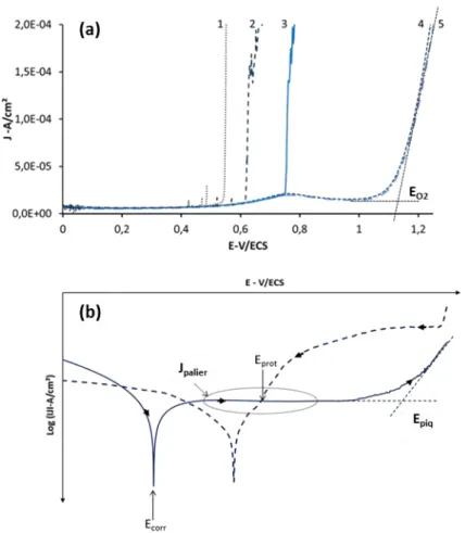 Figure 23 : (a) Evolution des courbes de polarisation obtenues sur acier inoxydable 304L dans NaCl :  (1) 120 mmol.L -1  ; (2) 60 mmol.L -1  ; (3) 36 mmol.L -1  ; (4) 5 mmol.L -1  ; (5) 0 mmol.L -1   à balayage aller à  1 mV.s -1  ; (b) courbe de polarisat