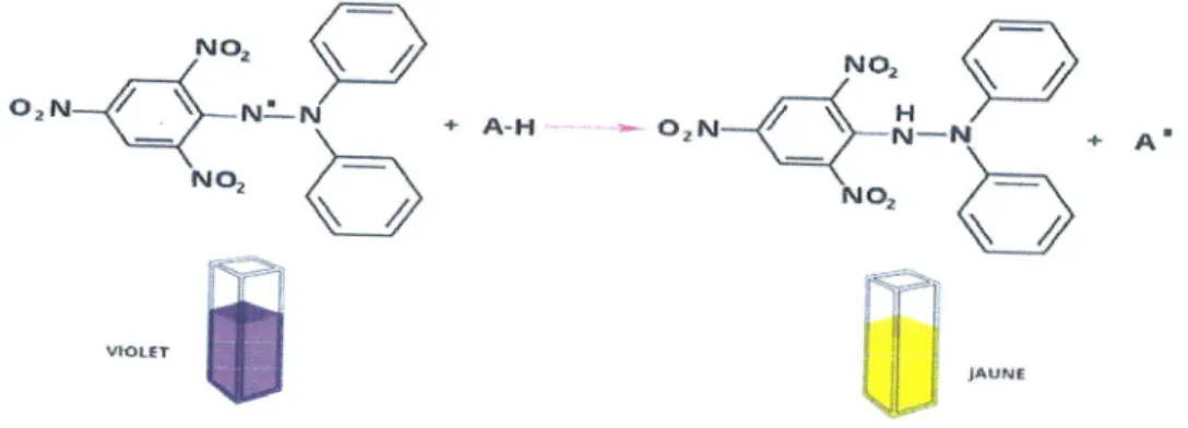 Figure  08:  Pi€geage  du  radical  libre  DppH.