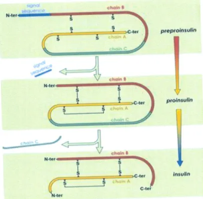 Figure  4.  La  biosynthdse  de  l'insaline