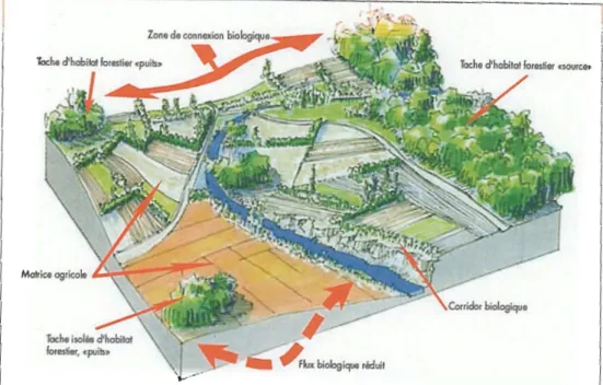 Figure 1  :  Schéma récapitulatif des différentes unités écologique du paysage (Clergeau et  Désiré,  1993)