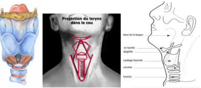Figure n°2 :  Le larynx 