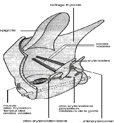 Figure n°4 : La mécanique laryngée 