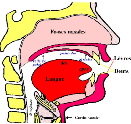 Figure n°5 : Les cavités supra-glottiques 