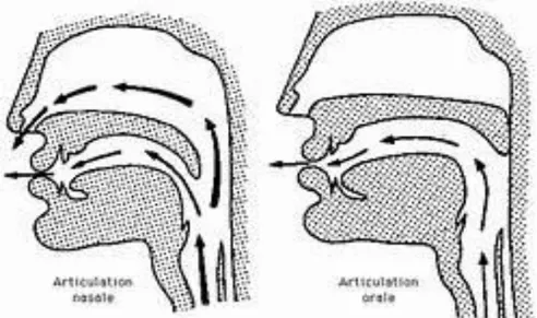 Figure n° 06 :  L’articulation des voyelles orales et nasales 