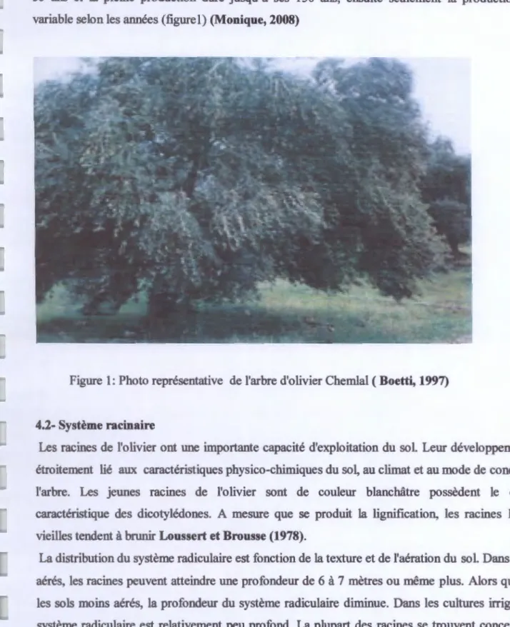 Figure  1: Photo représentative  de  l'arbre d'olivier Chemlal ( Boetti, 1997) 