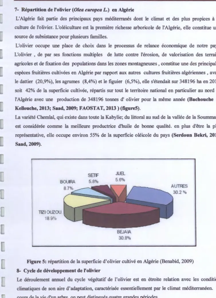 Figure 5: répartition de  la superficie d'olivier cultivé en Algérie (Benabid, 2009)  8- Cycle de développement de l'olivier 
