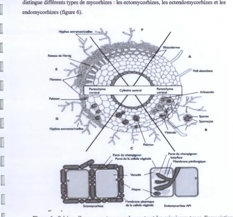 Figure 6: Schéma d'une coupe transversale montrant les principaux types d'associations  symbiotiques  entre  des  champignons  du  sol  et  des  racines  de  végétaux  ;  (A)  racine  sans  mycorhize,  (B)  endomycorhizes  à  vésicules  et  à  arbuscules, 