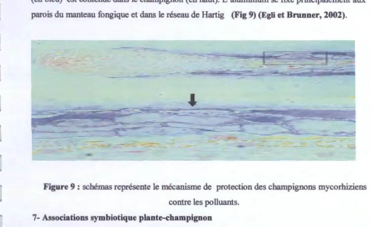 Figure 9 : schémas représente le mécanisme de  protection des champignons mycorhiziens  contre les polluants