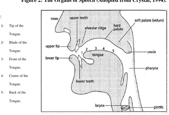 Figure 2: The Organs of Speech (Adopted from Crystal, 1994). 