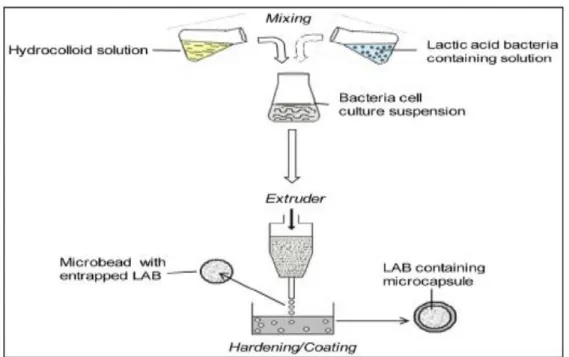 Figure  1.10.  The  encapsulation  process  of  probiotics  by  extrusion  technique  (Feucht  and  Kwak,  2013)