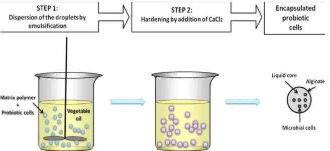 Figure I.11. The encapsulation process of probiotics by emulsion technique (Burgain et al., 2011)