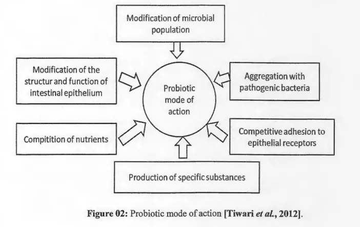 Figure 02:  Probiotic mode of action [Tiwari  et al.,  2012] . 