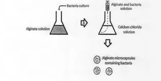 Figure 04:  Bacterial encapsulation in alginate by extrusion [Cook et al,  2012] . 