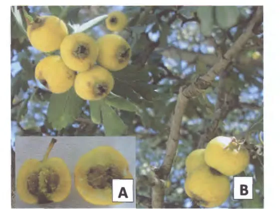Figure 1.1. A : coupe longitudinale et transversale de fruit, B : fruit du C.  azarolus  (Khiari  et  al,  2015)