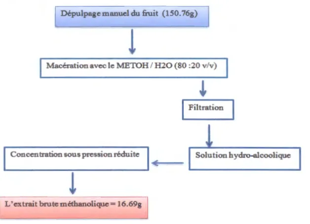 Figure  IV.1. Procédés de l'extraction d'extrait méthanolique de Crataegus azarolus. 