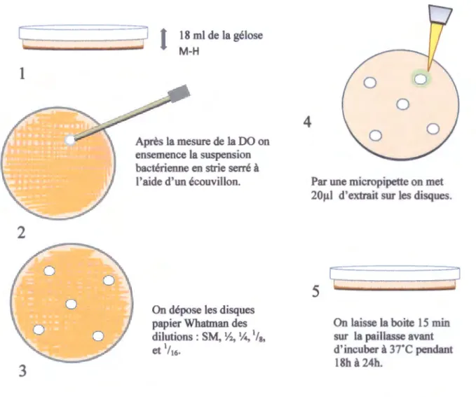 Figure  IV.2: Protocole du test de l'aromatogramme (Carson et al, 1995). 