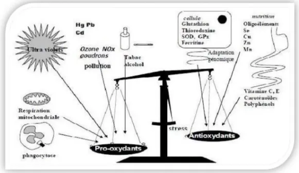 Figure 01 : Balance entre les systèmes pro- et antioxydants (Favier, 2006)  1.1. Espèces réactives 