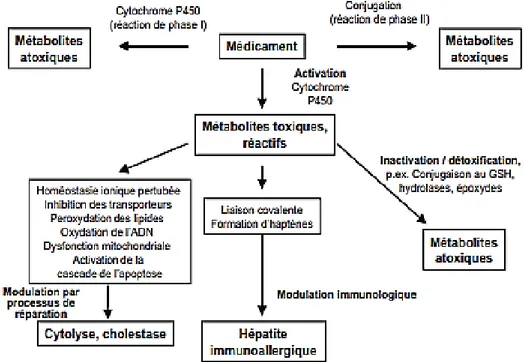 Figure 07 : Mécanisme d’hépatotoxicité (Russmann et Lauterburg, 2002)  5.  Atteintes hépatiques 