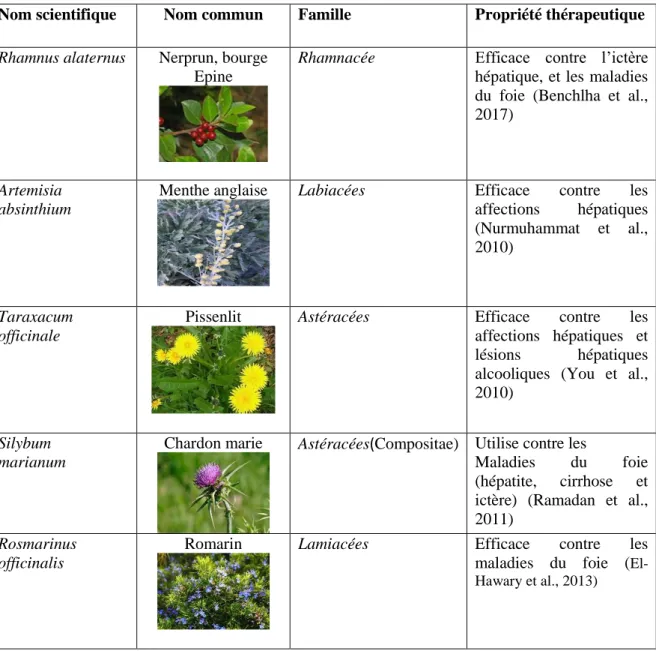 Tableau 03 : Exemple des plantes médicinales utilisées en médecine traditionnelle en Algérie  dans le traitement des différentes pathologies du foie