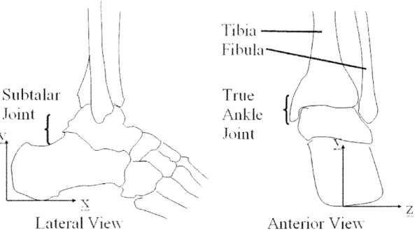 Figure 2.1:  Ankle Joint Complex