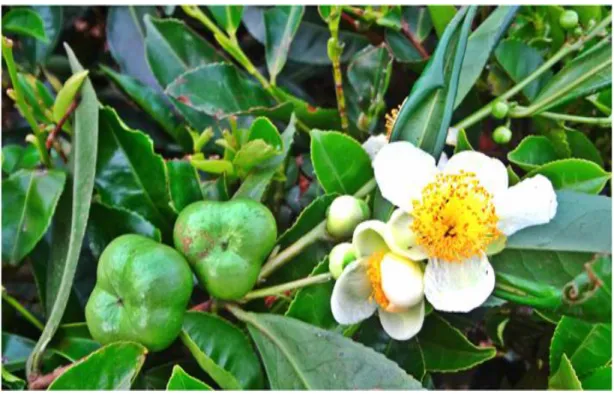Figure 5: le thé vert (Camellia sinensis).  