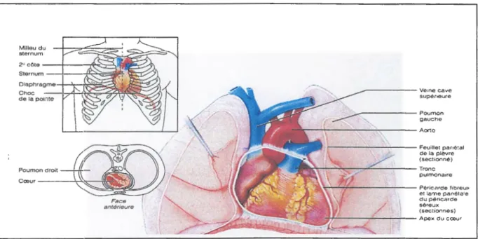Figure 1: Localisation anatomique du cœur (Elaine N., 2005) 