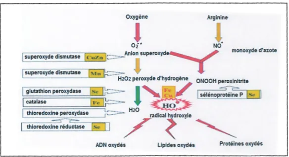 Figure 3:  Mode d'action des principaux systèmes enzymatiques antioxidants  et de leurs cofacteurs métalique (Zar rouki B., 2007)