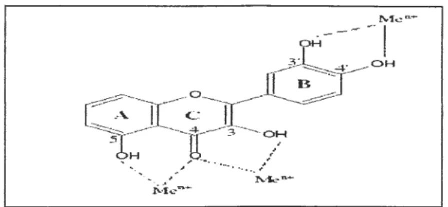 Figure 7 : Les sites proposés pour la chélation des ions métalliques  (Me+ 2 )  par  les flavonoïdes (Meladenka P