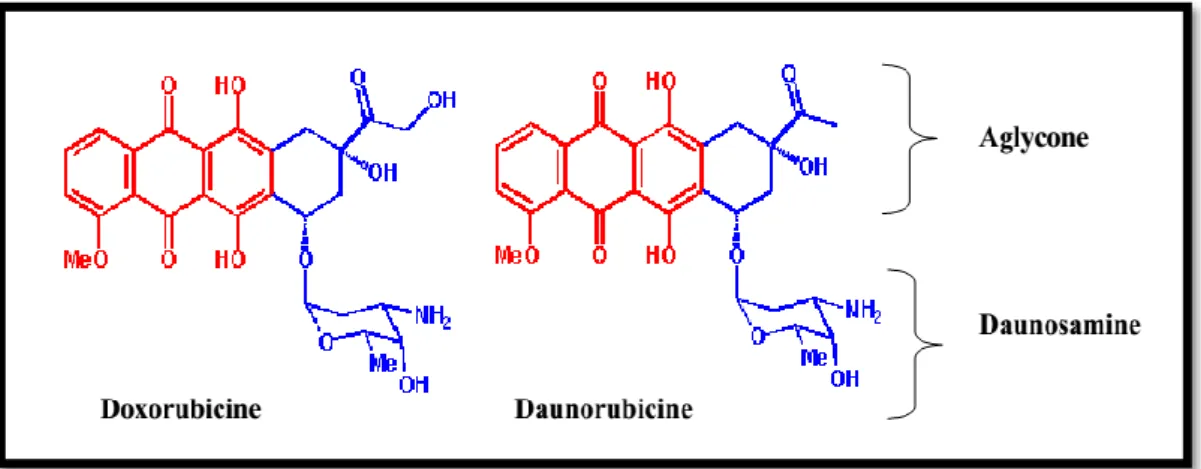Figure 5 : Les structures moléculaires de la doxorubicine et daunorubicine (Hortobàgyi,  1997)