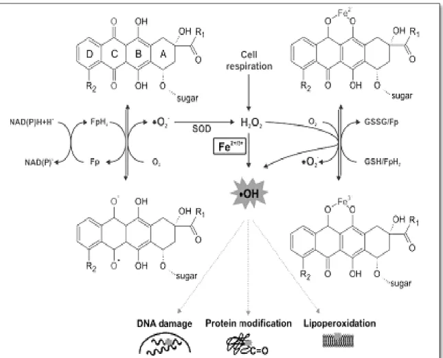 Figure 7 : Voies d'induction du stress oxydant par la doxorubicine (Stěrba et al.,2013)