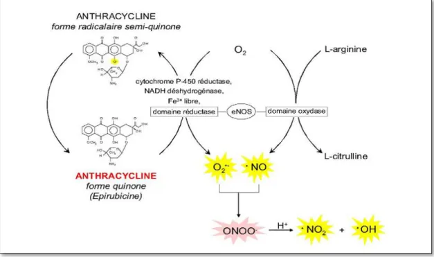 Figure 8 : Production de radicaux superoxydes (O2 •– ) par réaction enzymatique  d’oxydoréduction de la fonction quinone des anthracyclines et formation de peroxynitrites 